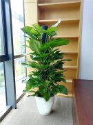 大綠蘿王