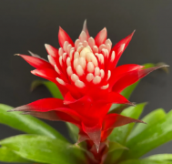 室內(nèi)綠植的功能及養(yǎng)護(hù)小知識(shí)