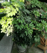 居家花卉綠植的養(yǎng)護(hù)常識(shí)，室內(nèi)凈化環(huán)境一定要有三種綠植中的其中一種綠植！
