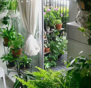 室內(nèi)綠植養(yǎng)護(hù)小知識(shí)，不再做“植物殺手”