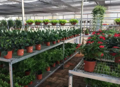 綠植養(yǎng)護(hù)知識(shí)--家庭養(yǎng)花六禁忌