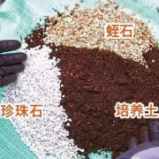 綠植養(yǎng)護(hù)小知識(shí)