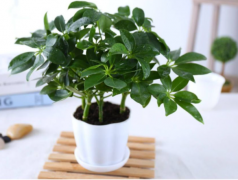 辦公室植物租擺選擇有講究，植物的正確擺放你知道嗎？